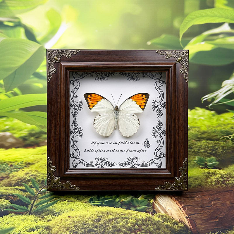Handcrafted European-Style Butterfly Photo Frame - Durable PC Material, Perfect for Desktop or Wall Decor, Ideal for Home, Office, Farmhouse, and Holiday Decorations, Multiple Butterfly Designs Available - Realistic Butterfly Model